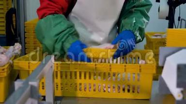 一个工人用两个生鸡腿安排单独的托盘。